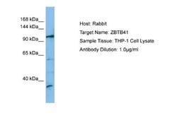 ZBTB41 Rabbit anti-Human, Polyclonal, Novus Biologicals 0.1 mL | Buy Online | Novus Biologicals | Fisher Scientific